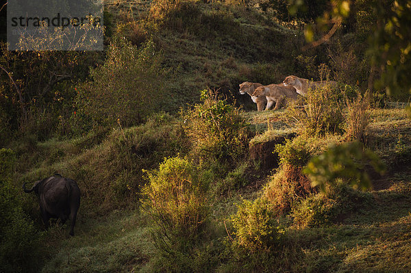 Drei Löwinnen (Panthera leo) verfolgen einen Büffel