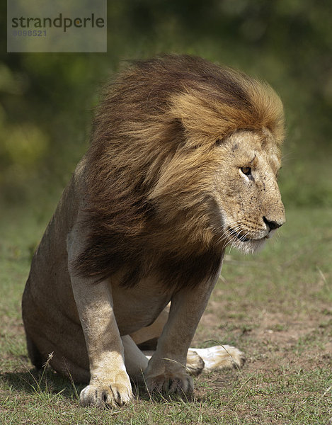 Löwe (Panthera leo)  männlich  mit wehender Mähne