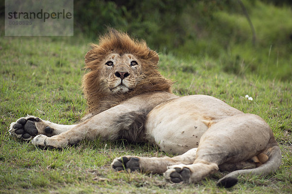 Löwe (Panthera leo)  männlich  beim Aufwachen