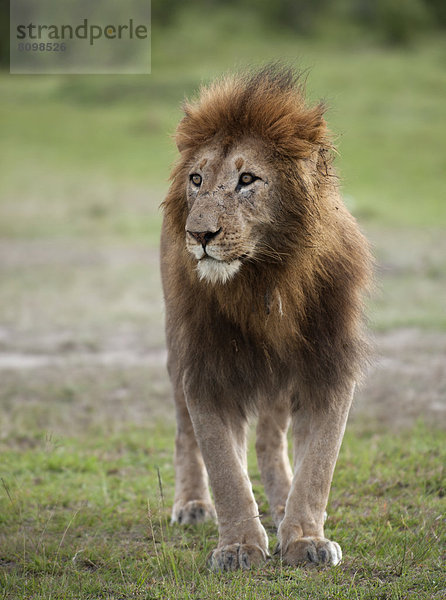 Löwe (Panthera leo)  männlich