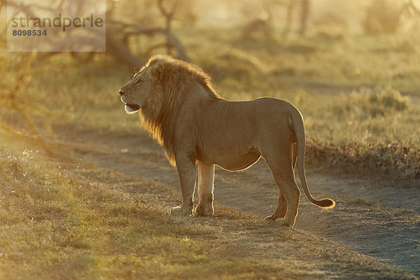 Löwe (Panthera leo)  männlich  im Morgenlicht