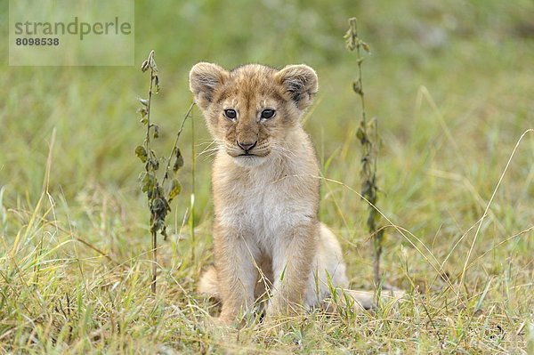 Löwenbaby (Panthera leo)