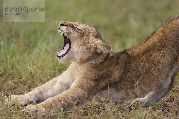 Löwenbaby (Panthera leo) gähnend