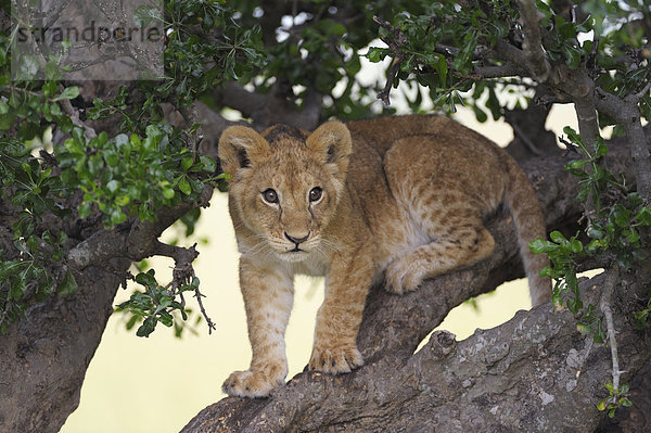 Löwenbaby (Panthera leo) klettert im Baum herum