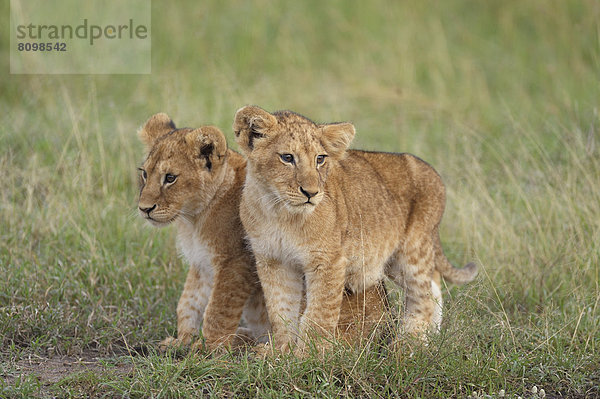 Zwei Löwenbabys (Panthera leo)