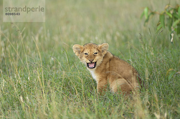Löwenbaby (Panthera leo) schreit nach seiner Mutter