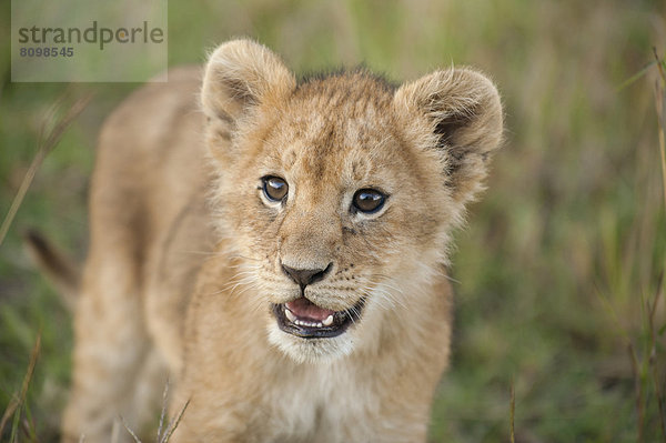 Raubkatze Löwe Panthera leo Neugier junges Raubtier junge Raubtiere Löwe - Sternzeichen