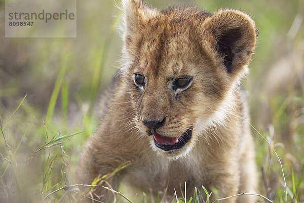 Raubkatze Löwe Panthera leo junges Raubtier junge Raubtiere Löwe - Sternzeichen