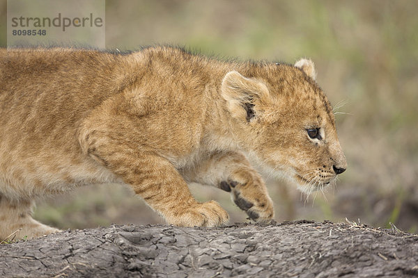 Herumtollendes Löwenbaby (Panthera leo)