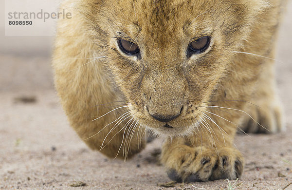 Neugieriges Löwenbaby (Panthera leo)