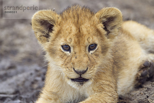 Löwenbaby (Panthera leo)