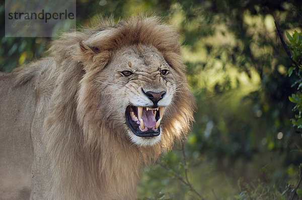 Löwe (Panthera leo)  männlich  gähnend