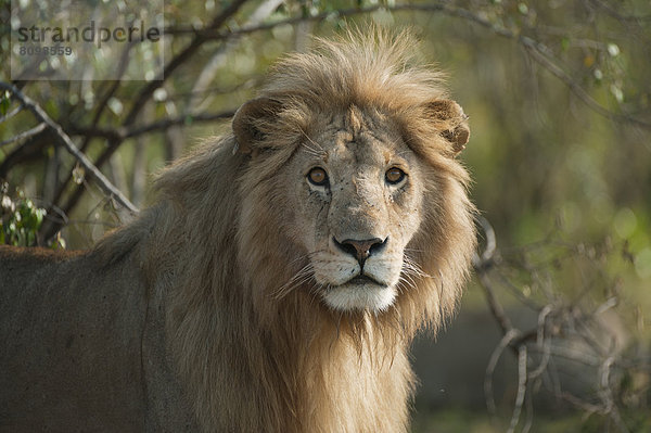 Löwe (Panthera leo)  männlich