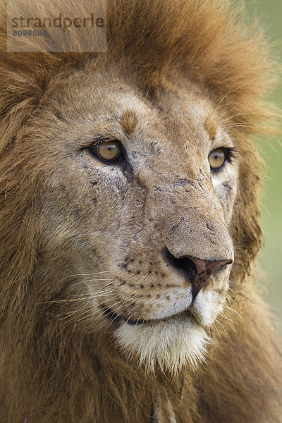 Löwe (Panthera leo)  männlich  Portrait