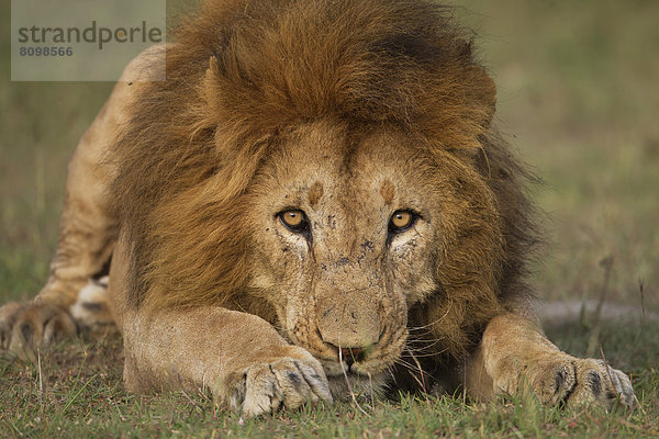 Löwe (Panthera leo)  männlich  in Angriffsstellung
