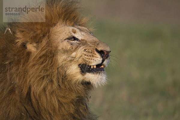 Löwe (Panthera leo)  männlich  Portrait
