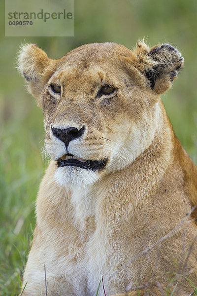 Löwin (Panthera leo)  Portrait