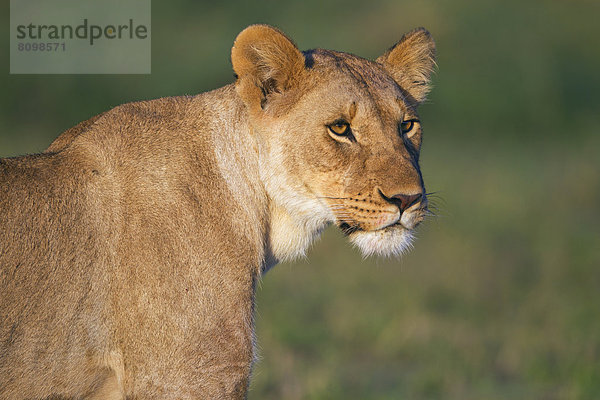 Löwin (Panthera leo)  Portrait