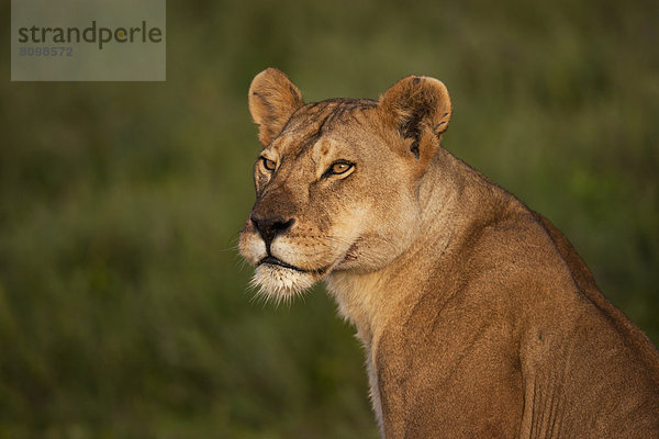 Löwin (Panthera leo)  Portrait