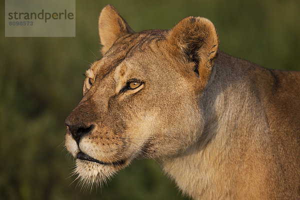 Löwin (Panthera leo)  Portrait