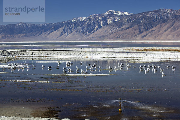 Vögel im Owens Lake See