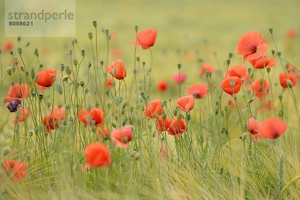 Mohnblumenfeld im Sommer