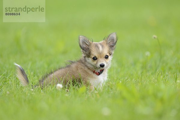 Chihuahua-Welpe im Gras