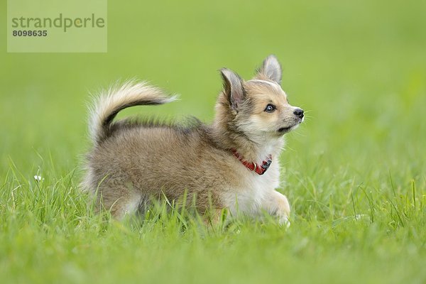 Chihuahua-Welpe im Gras