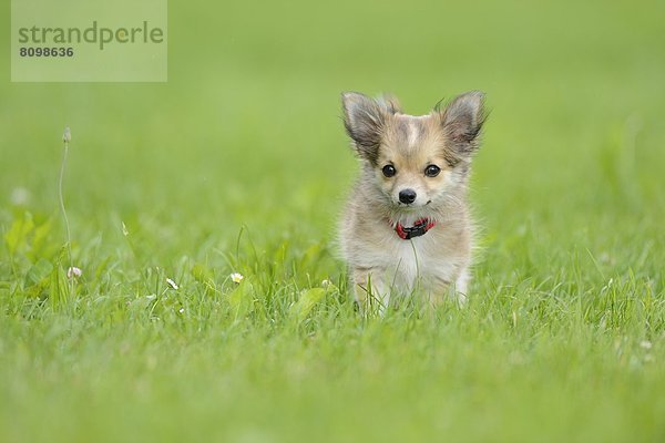 Chihuahua-Welpe im Gras