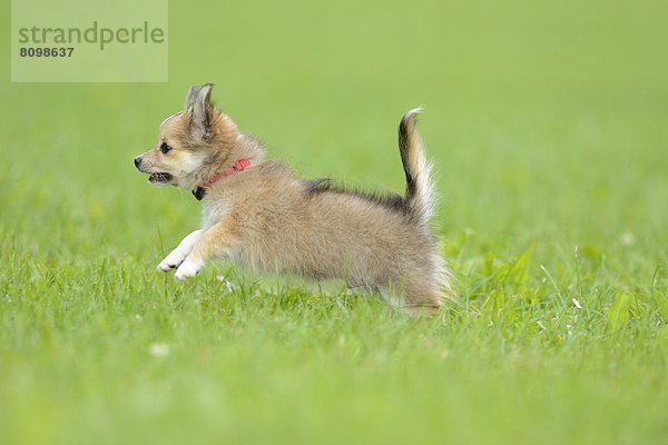 Chihuahua-Welpe rennt im Gras