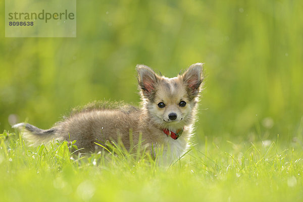 Chihuahua-Welpe im Gras