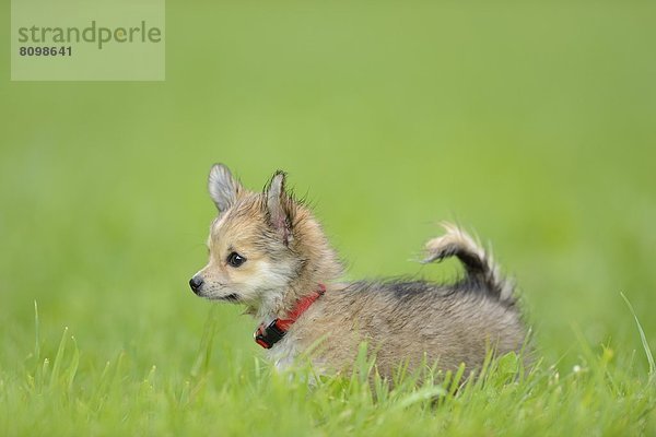 Chihuahua-Welpe im Gras