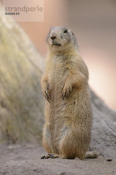 Schwarzschwanz-Präriehund (Cynomys ludovicianus)