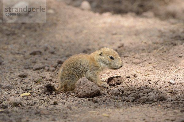 Junger Schwarzschwanz-Präriehund (Cynomys ludovicianus)