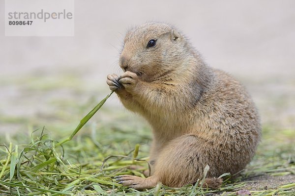 Junger Schwarzschwanz-Präriehund (Cynomys ludovicianus)