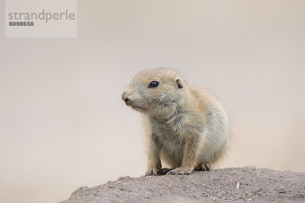 Junger Schwarzschwanz-Präriehund (Cynomys ludovicianus)