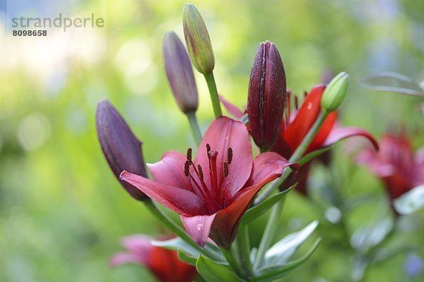 Lilienblüte  close-up