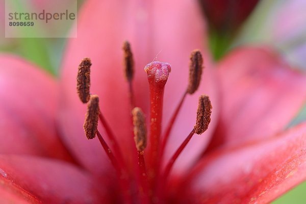 Lilienblüte  close-up