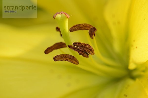 Lilienblüte  close-up