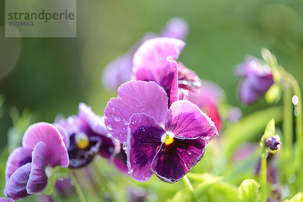 Blüten von Garten-Stiefmütterchen (Viola wittrockiana)  close-up