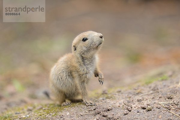 Junger Schwarzschwanz-Präriehund (Cynomys ludovicianus)