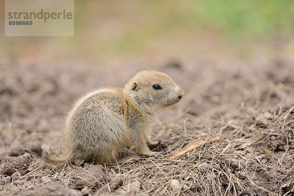 Junger Schwarzschwanz-Präriehund (Cynomys ludovicianus)