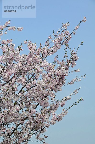 Kirschbaum mit Kirschblüten