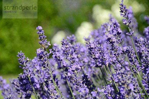 Echter Lavendel  Lavandula angustifolia