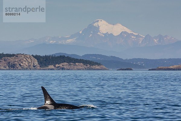 Vereinigte Staaten von Amerika  USA  Schwertwal  Orcinus orca  Nordamerika