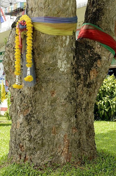 Baum  bringen  anpflanzen  Südostasien  Asien  Gegenstand  Wohlstand  Gummi  Thailand