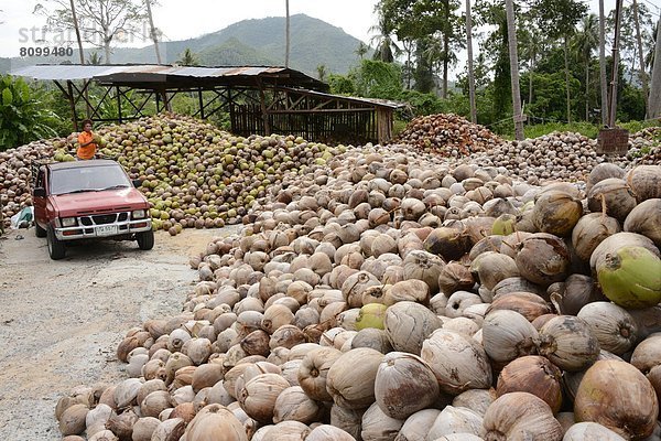 Südostasien  Asien  Ko Samui  Thailand