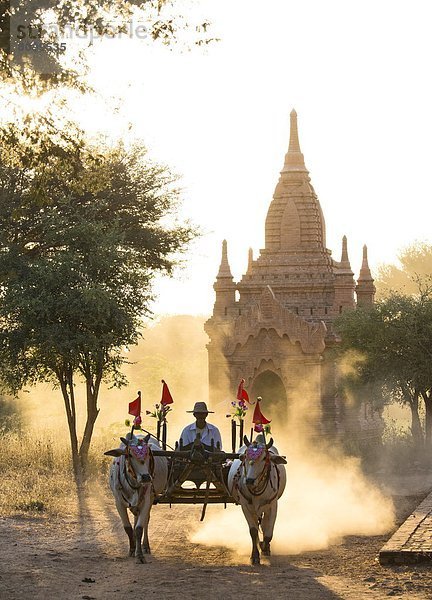 Spur  zwischen  inmitten  mitten  beleuchtet  Tischset  Beleuchtung  Licht  Fuhrwerk  Staub  Südostasien  Tempel  Myanmar  Sonne