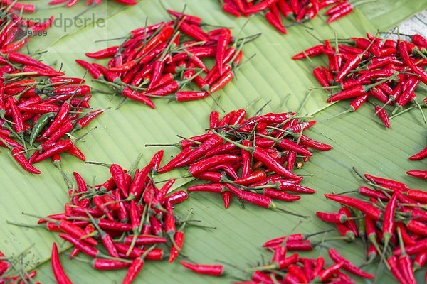 Peperoni  Stadt  rot  verkaufen  Myanmar  Asien  Markt  Shan Staat