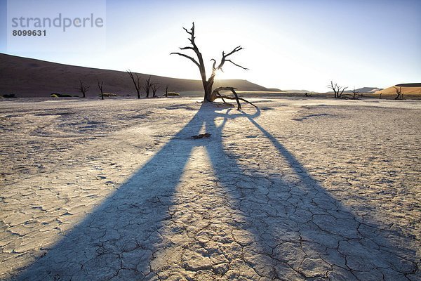 Sonnenuntergang Baum Silhouette Namibia Namib Namib Naukluft Nationalpark Afrika getrocknet Schlamm alt